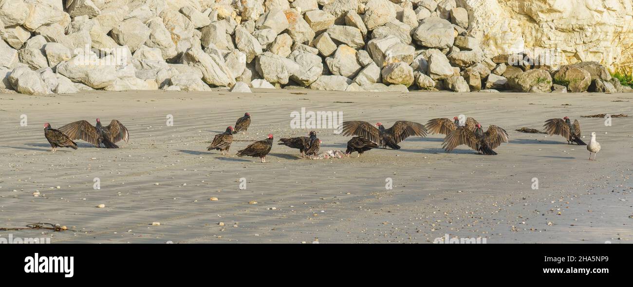 Vautours de dinde sur la plage se nourrissant d'une viande d'animal mort écartée par la mer Banque D'Images