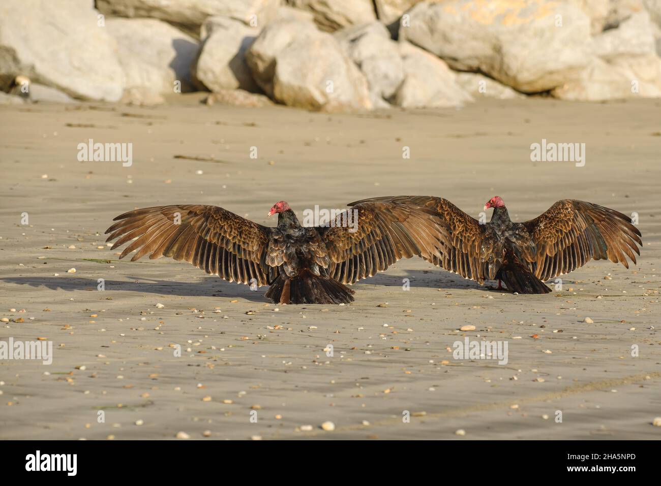 Les vautours de dinde assis sur la plage sèchent leurs ailes au soleil Banque D'Images