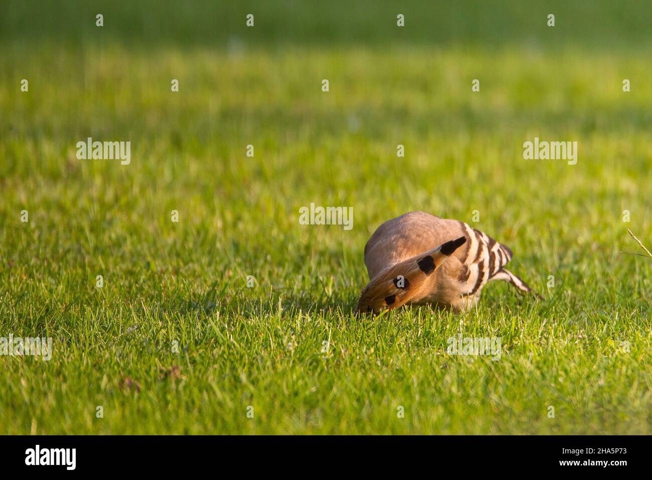 hoopoe upupa epops, oiseau de l'année 2022 Banque D'Images