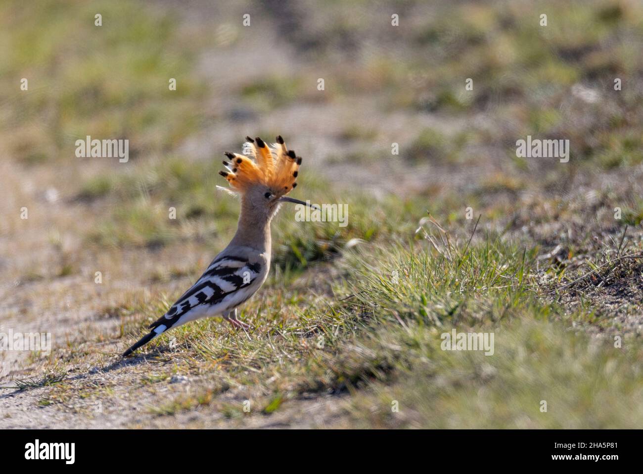 hoopoe upupa epops, oiseau de l'année 2022 Banque D'Images