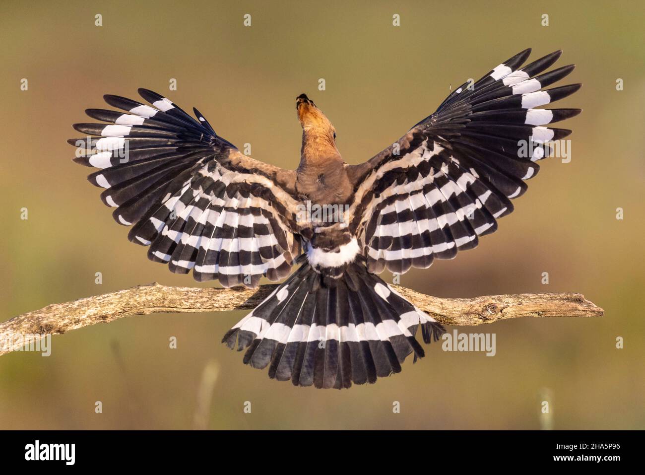 hoopoe upupa epops, oiseau de l'année 2022 Banque D'Images