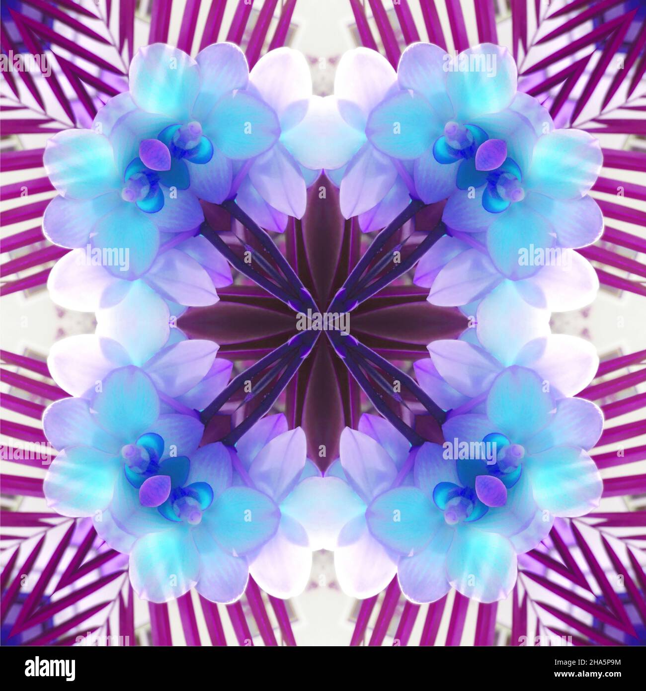 mandala, fleurs, feuilles Banque D'Images