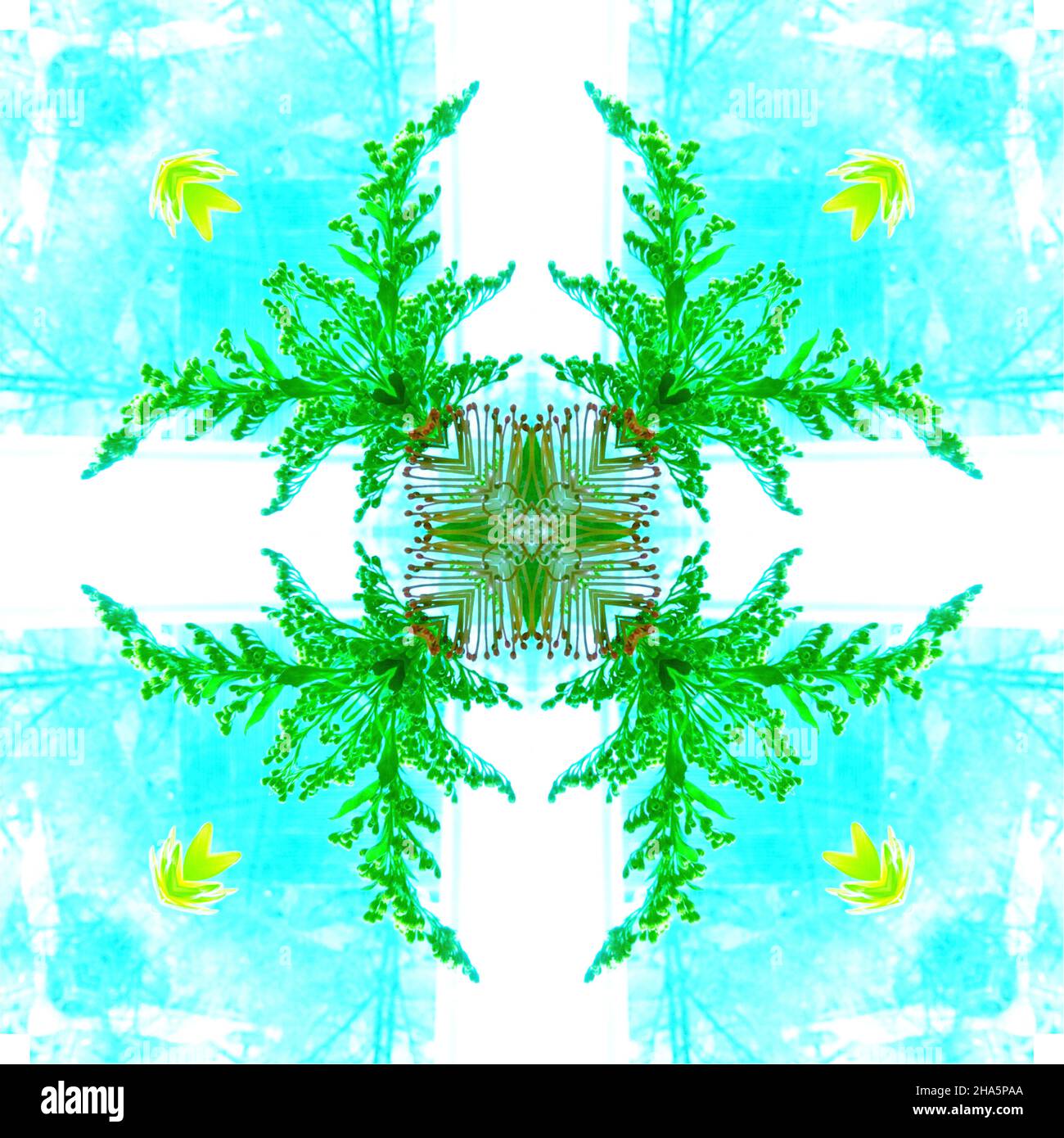 mandala, fleurs, feuilles Banque D'Images