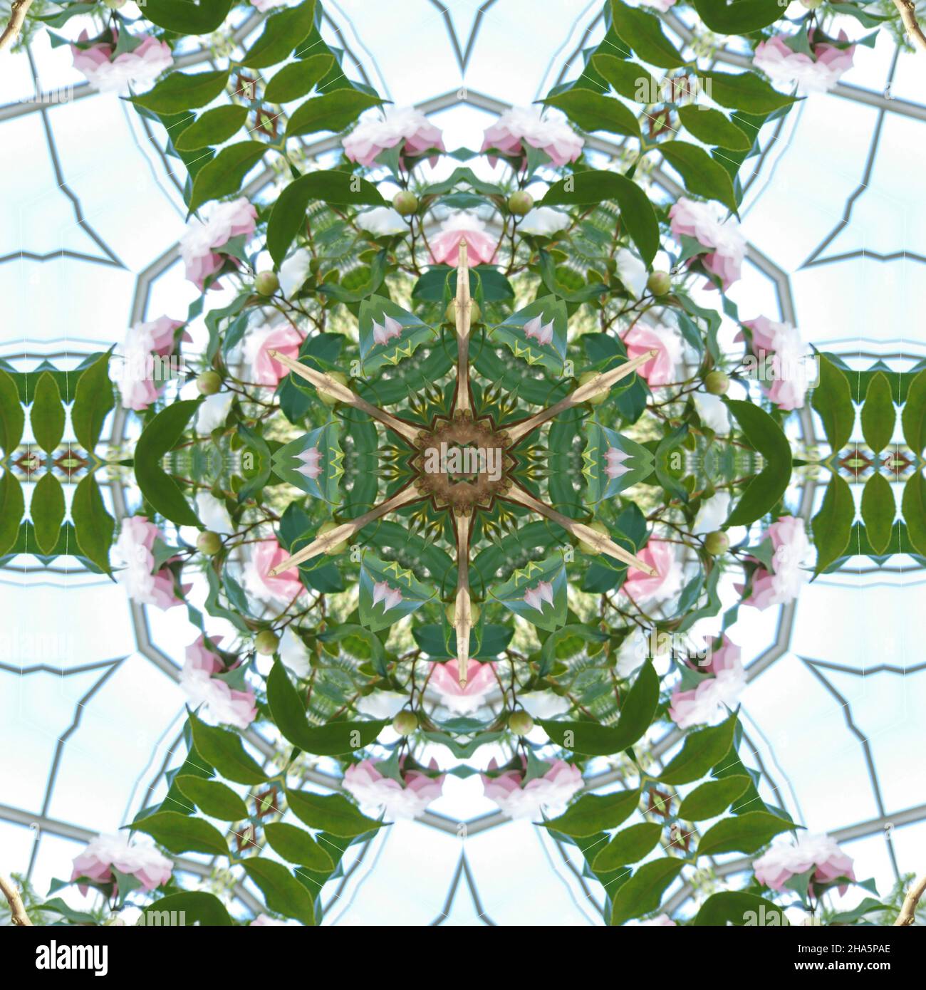 mandala, fleurs, feuilles Banque D'Images