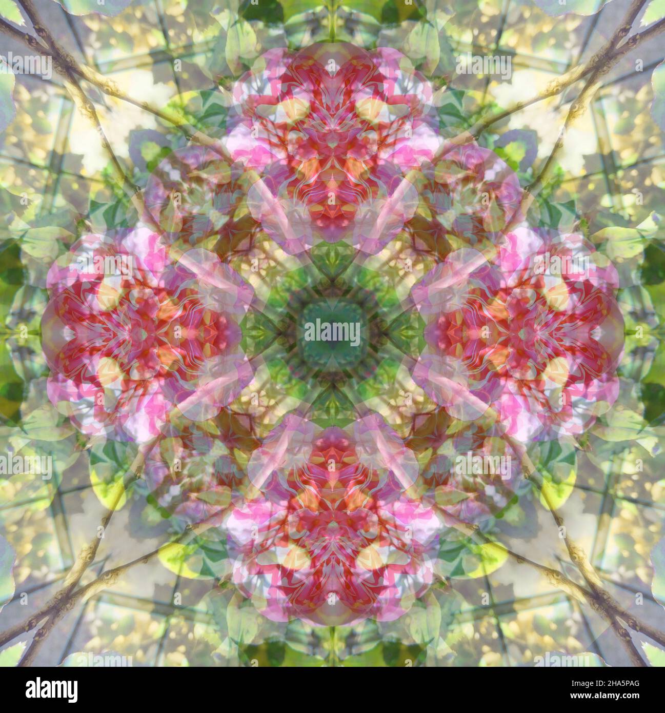 mandala, fleurs, feuilles Banque D'Images