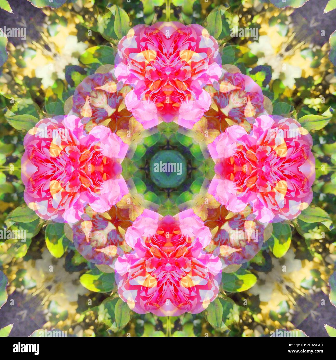 mandala, fleurs, feuilles Banque D'Images