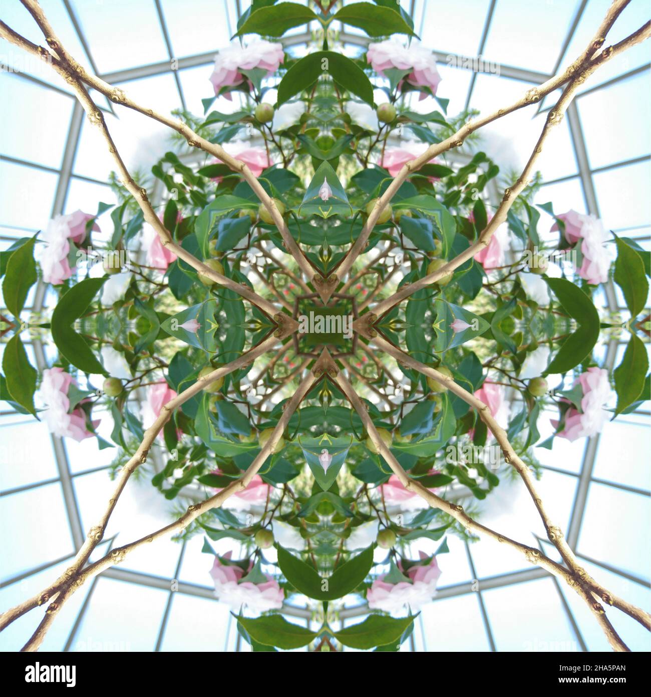 mandala, fleurs, feuilles Banque D'Images