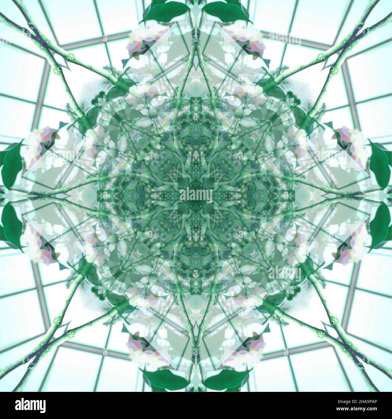 mandala, fleurs, feuilles Banque D'Images