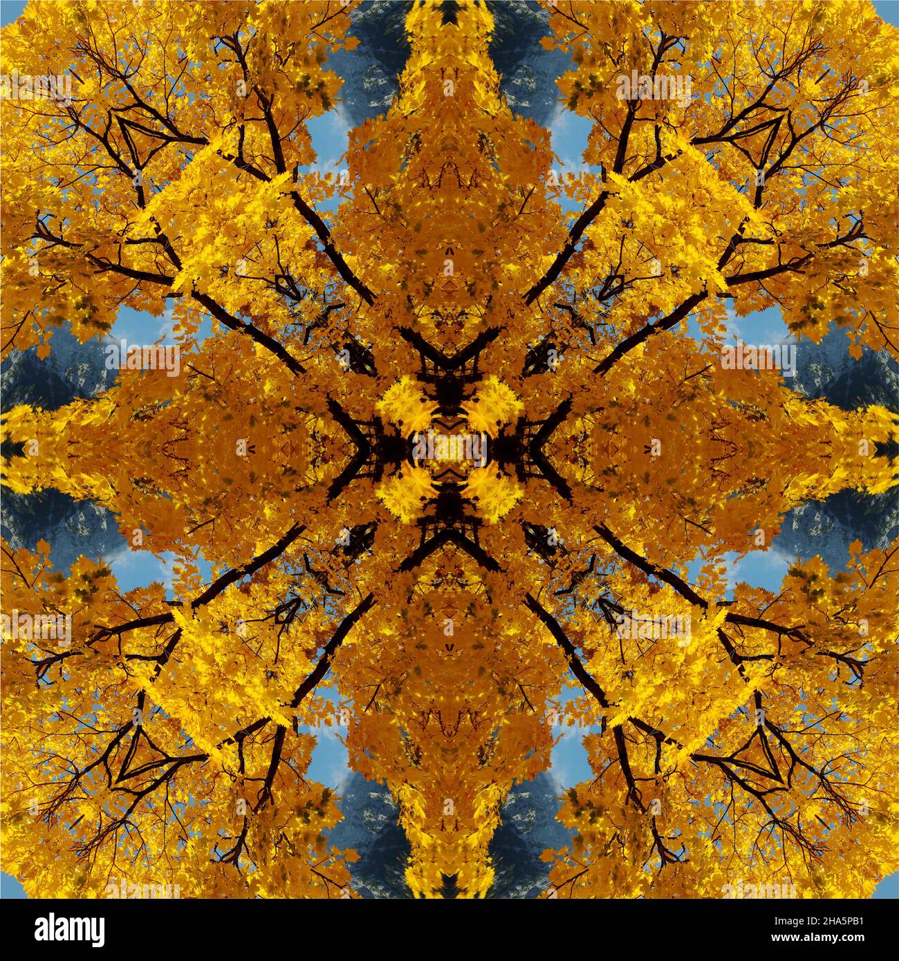 mandala, fleurs, feuilles Banque D'Images