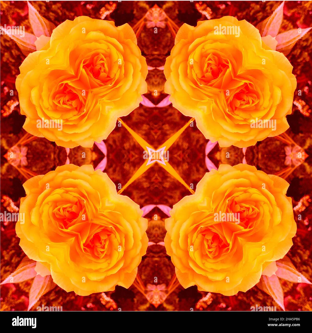 mandala, fleurs, feuilles Banque D'Images