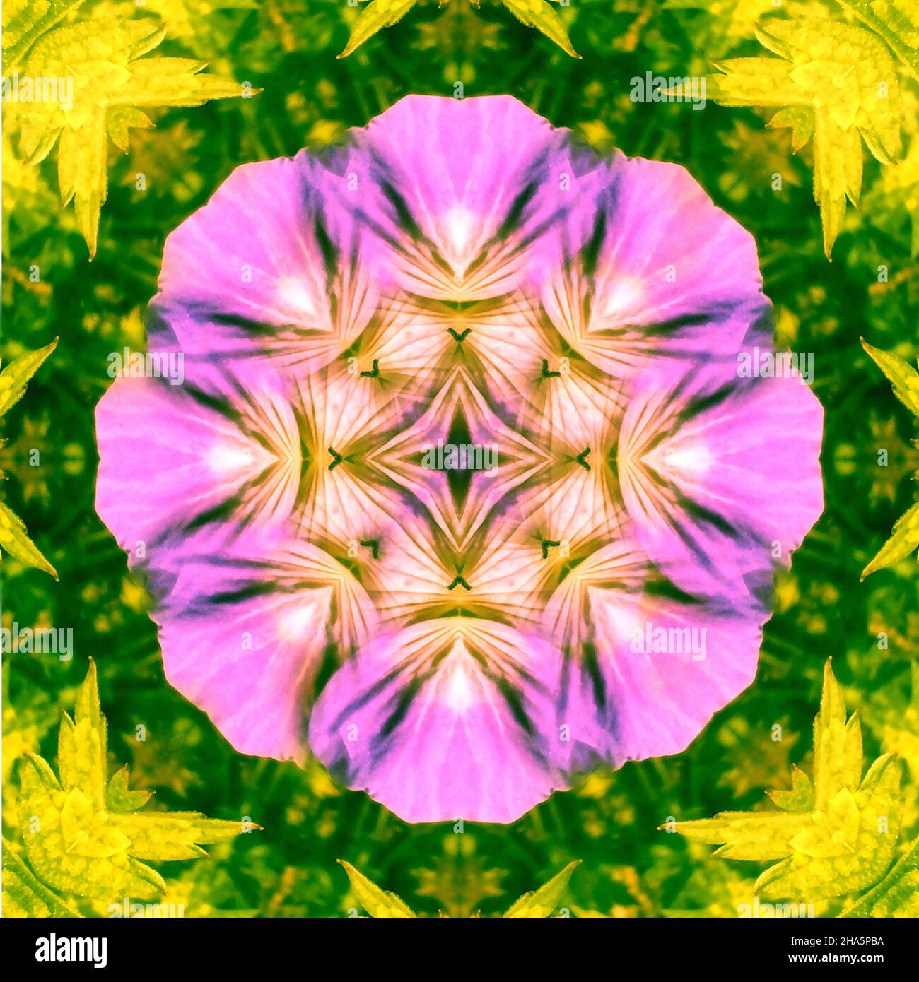 mandala, fleurs, feuilles Banque D'Images