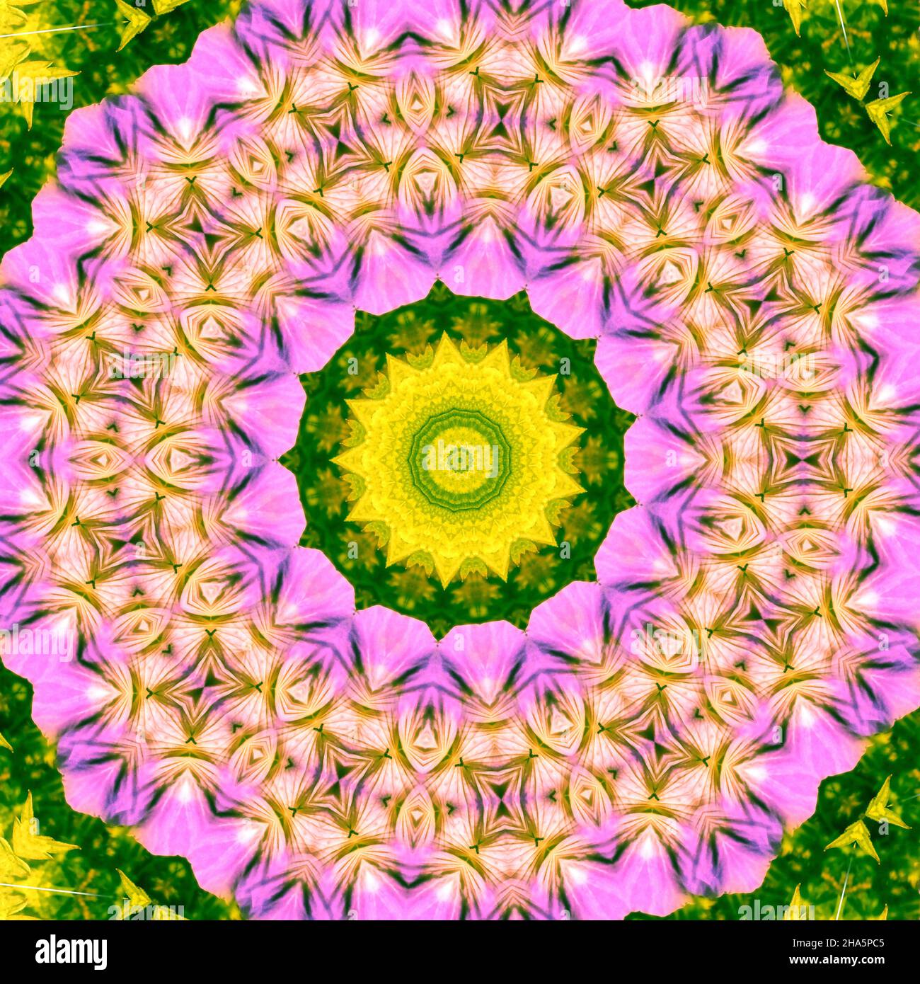 mandala, fleurs, feuilles Banque D'Images