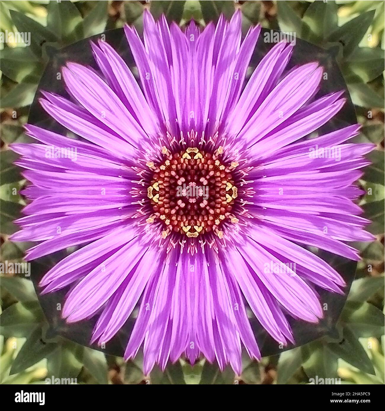 mandala, fleurs, feuilles Banque D'Images