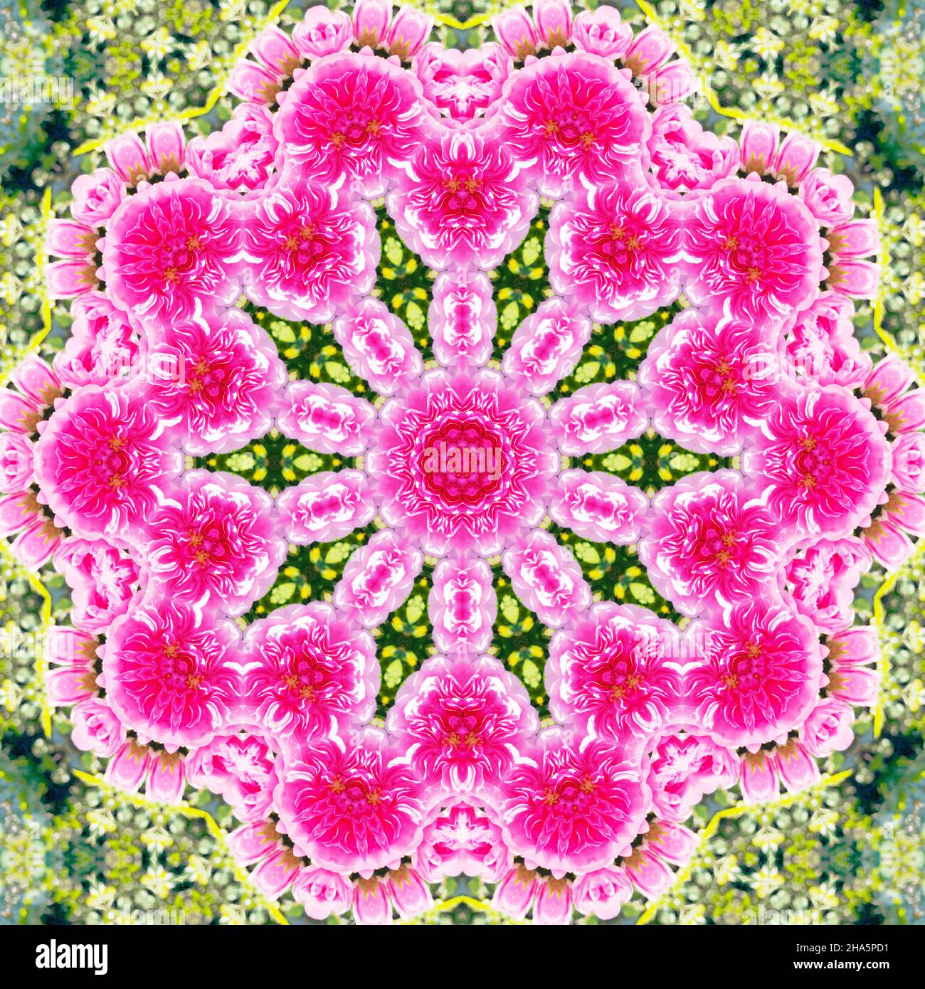 mandala, fleurs, feuilles Banque D'Images