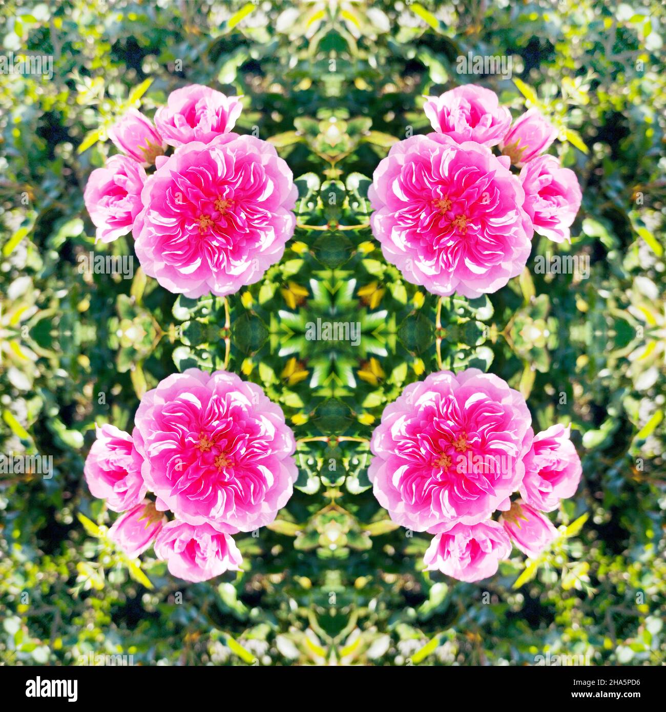 mandala, fleurs, feuilles Banque D'Images