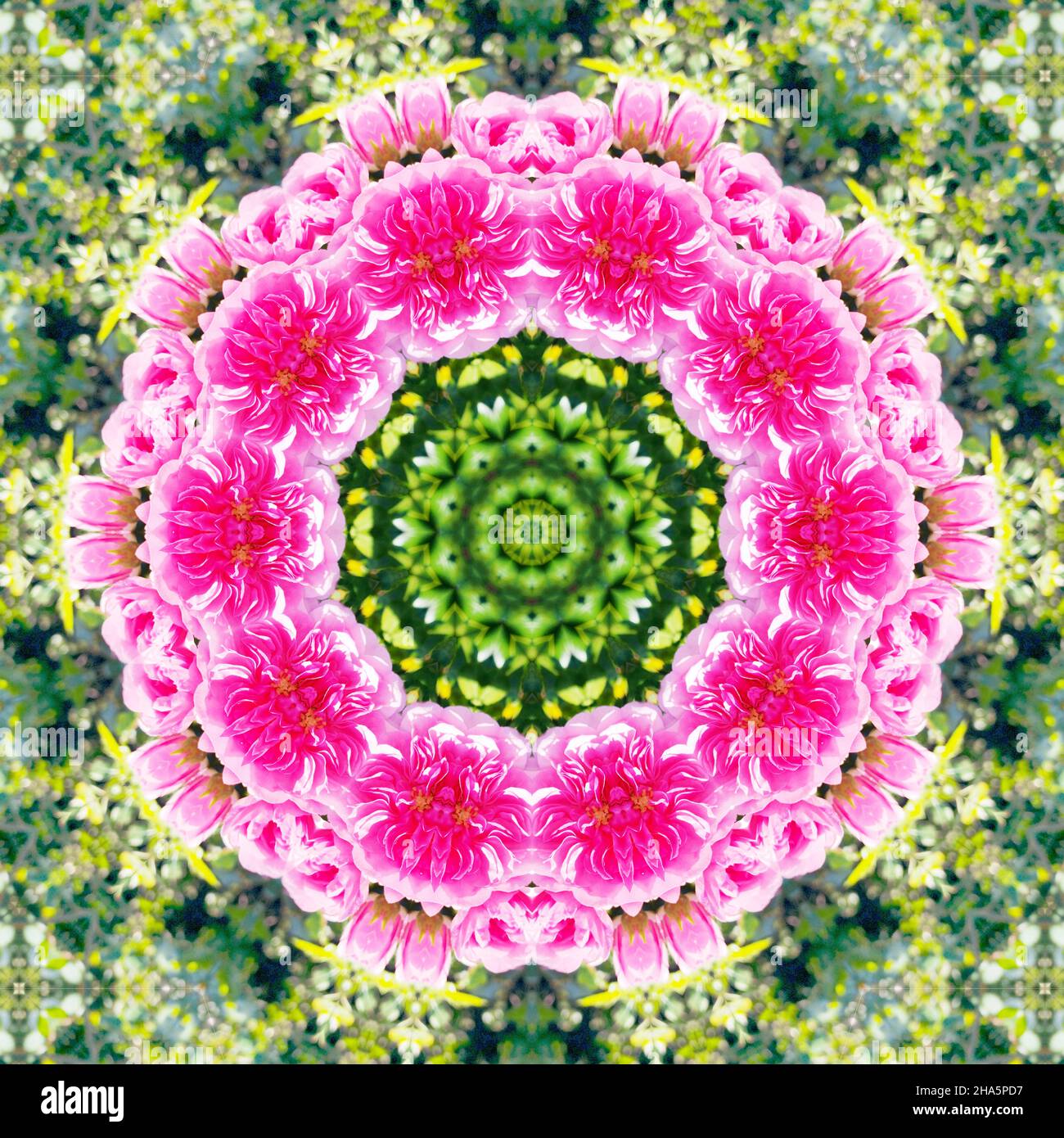 mandala, fleurs, feuilles Banque D'Images