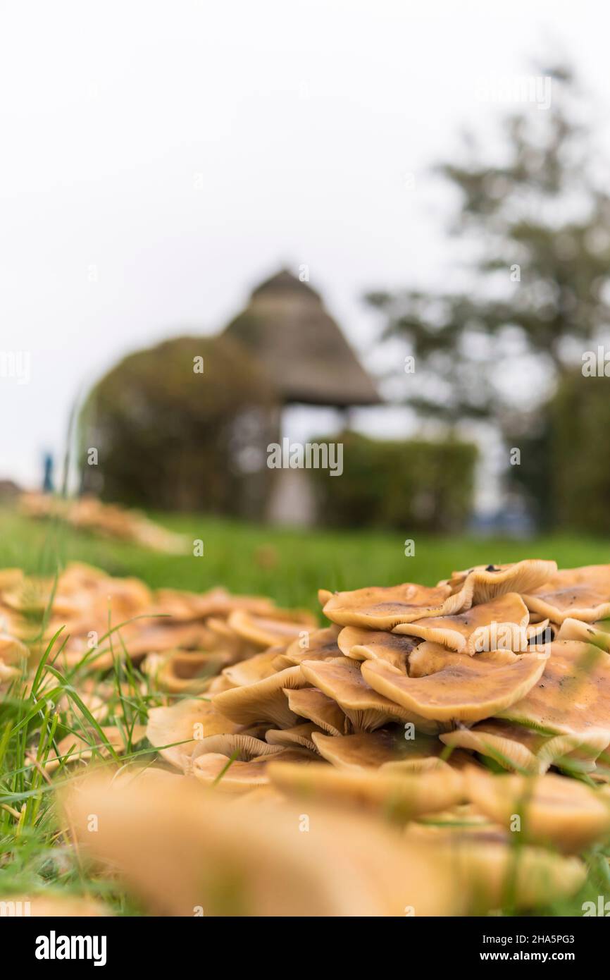 un grand nombre de champignons vus en automne à la plöner voir à plön, allemagne. Banque D'Images