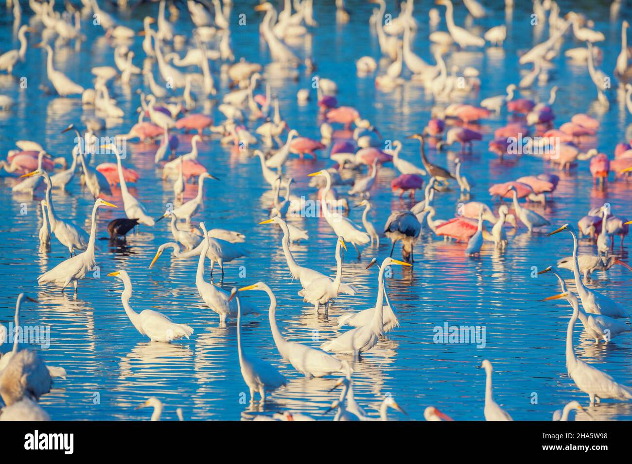 Groupe de pêche aux grands aigrettes blanches (Ardea alba) et aux spaons de roséate (Platalea ajaja), île de Sanibel, J.N. Réserve naturelle nationale Ding Darling, Banque D'Images