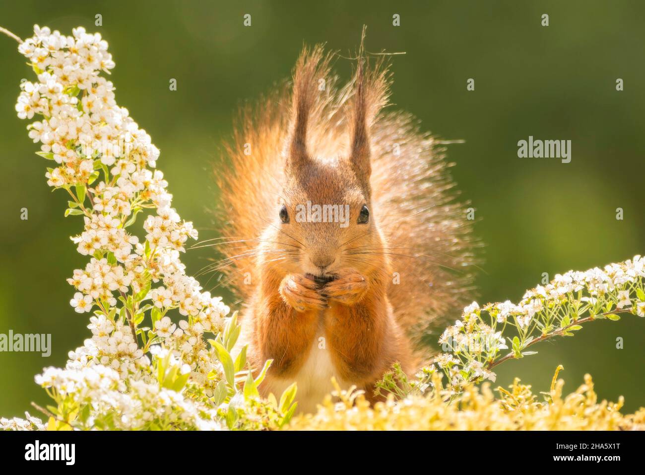 Écureuil rouge debout entre fleurs blanches à la recherche dans l'objectif Banque D'Images