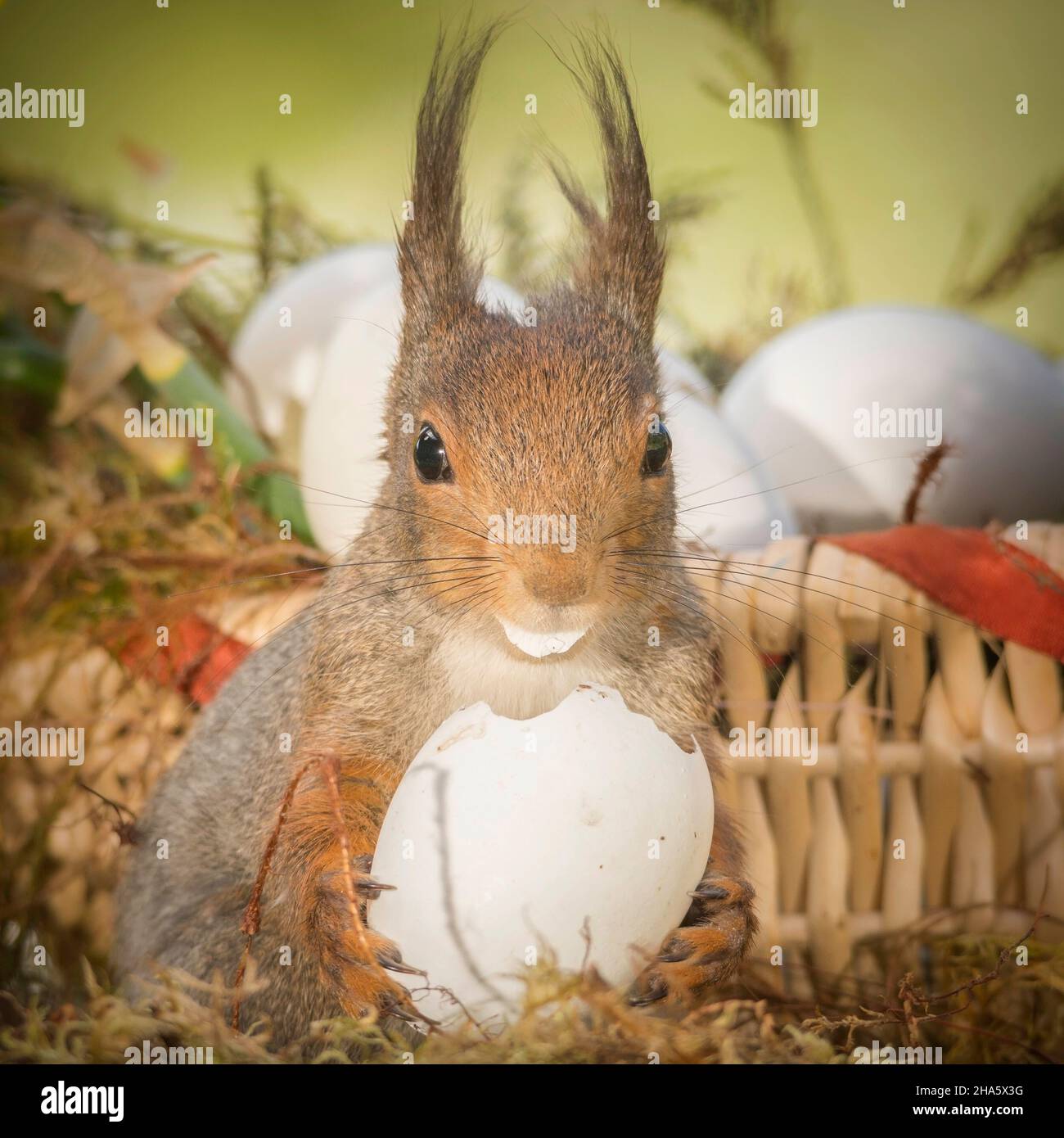 Écureuil rouge holding et de manger un oeuf à la recherche dans l'objectif Banque D'Images