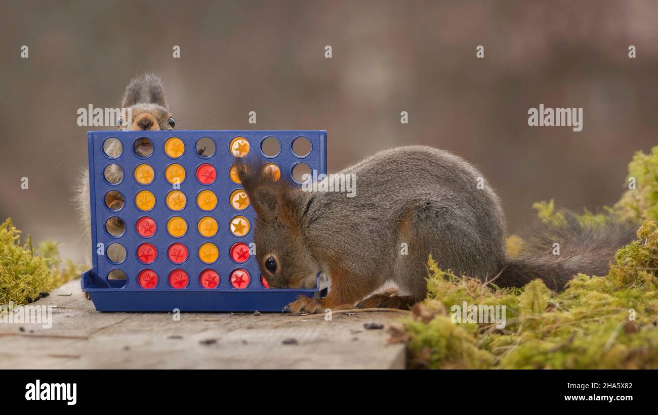 L'écureuil roux debout sur le bois et la mousse avec le jeu Banque D'Images