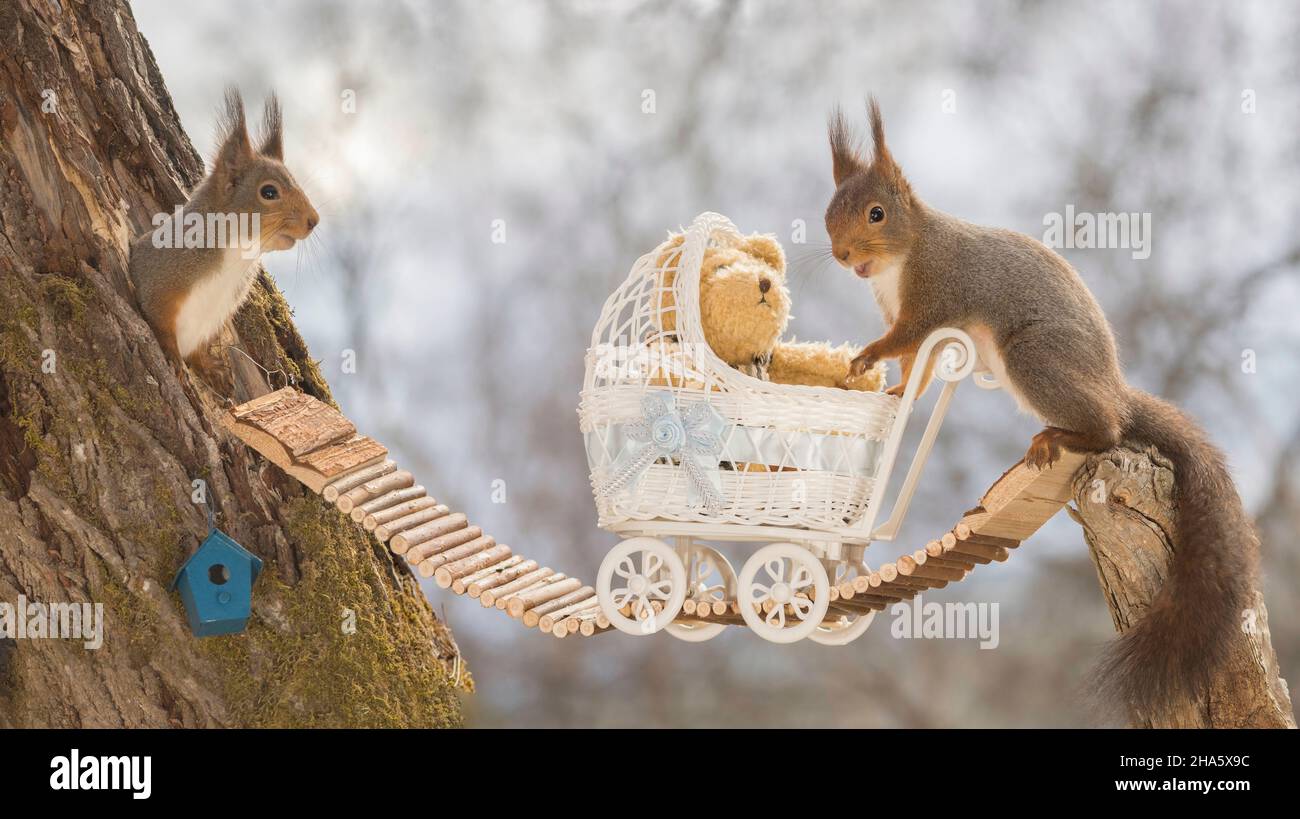 L'écureuil roux debout sur le pont et dans un trou avec poussette de bébé Banque D'Images