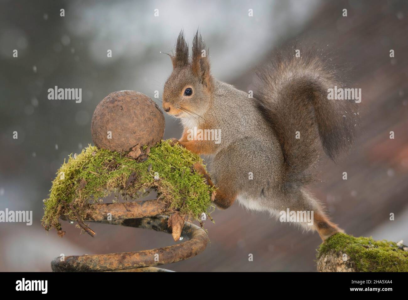 L'écureuil roux sur la mousse en faisant un pas vers une boule de fer alors que l'enneigement Banque D'Images