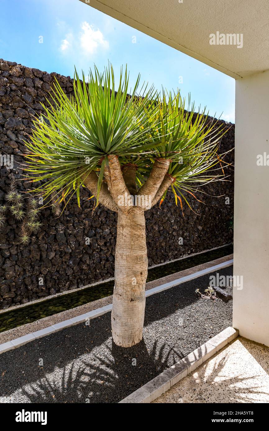 Plante Dracaena Surculosa 'Mike' - Dragonnier Vert à Pois Jaunes, Pot 12 Cm