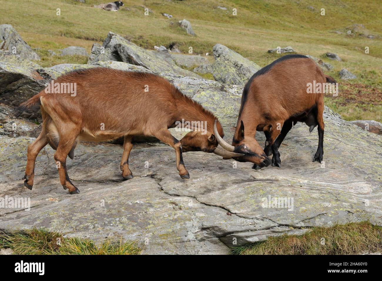 italie,trentin-haut-adige,tyrol du sud,vallée de passeier,groupe de texel,vallée de pfelder,lazins,zone de randonnée,chèvres Banque D'Images