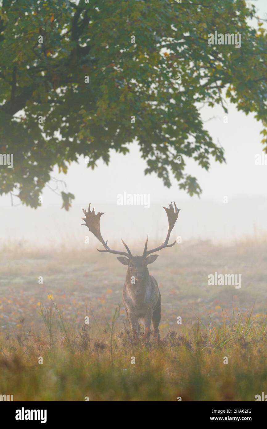 cerf de virginie sur un espace ouvert dans le brouillard,cervus dama,automne,octobre,hesse,allemagne,europe Banque D'Images