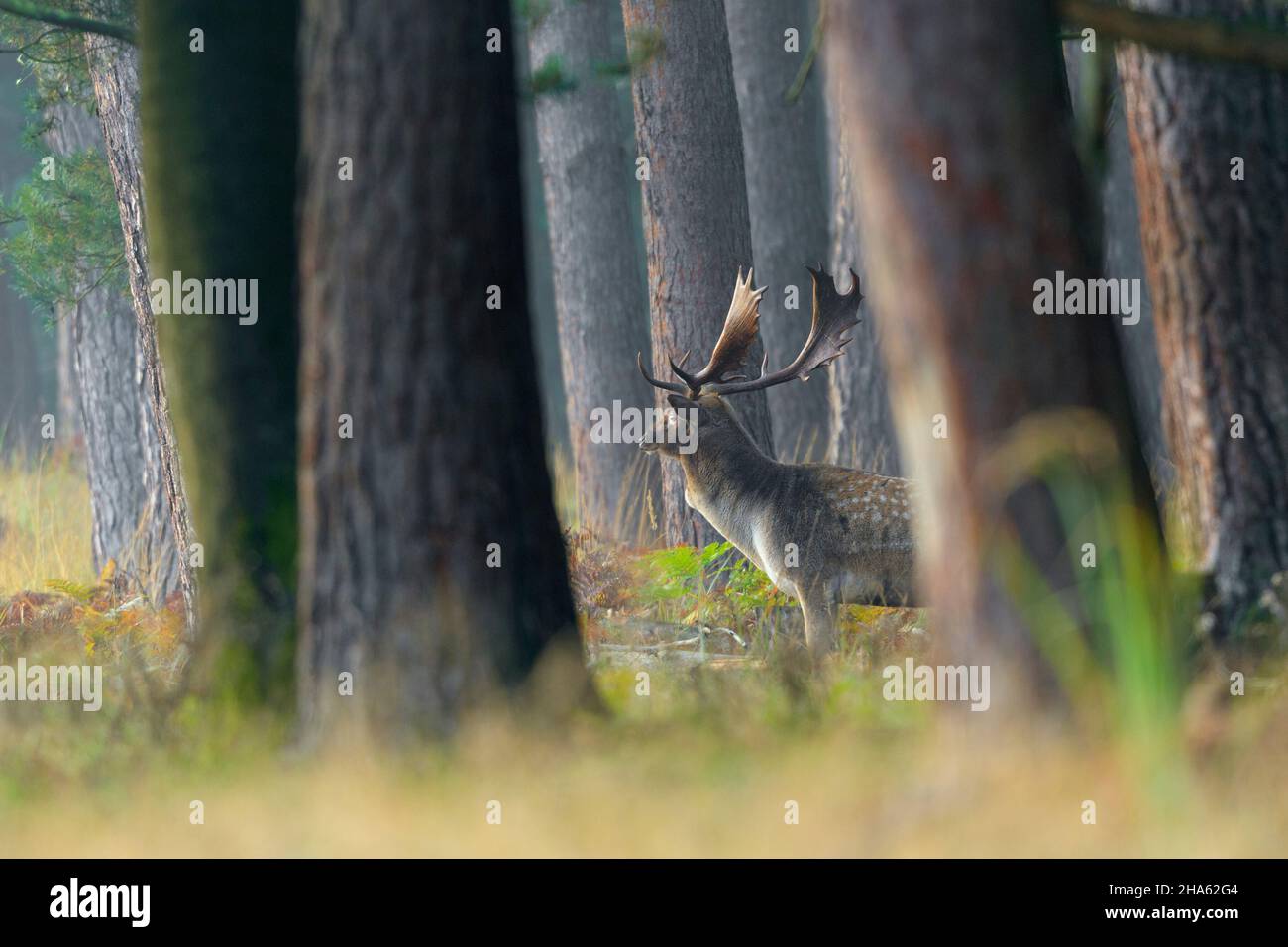 cerf de virginie dans la forêt de pins,cervus dama,automne,octobre,hesse,allemagne,europe Banque D'Images