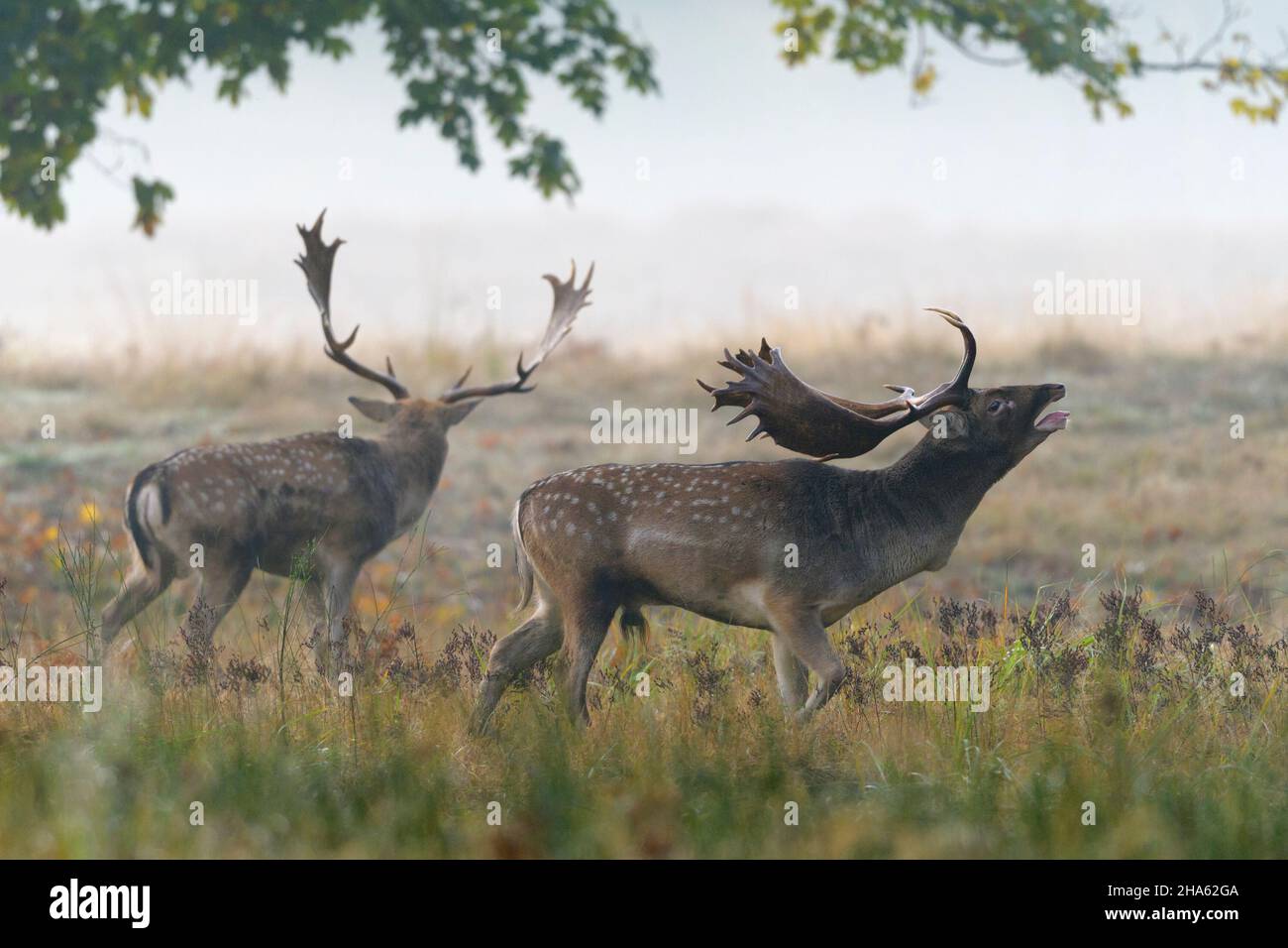le cerf porte-jachère dans la rut,cervus dama,automne,hesse,allemagne,europe Banque D'Images