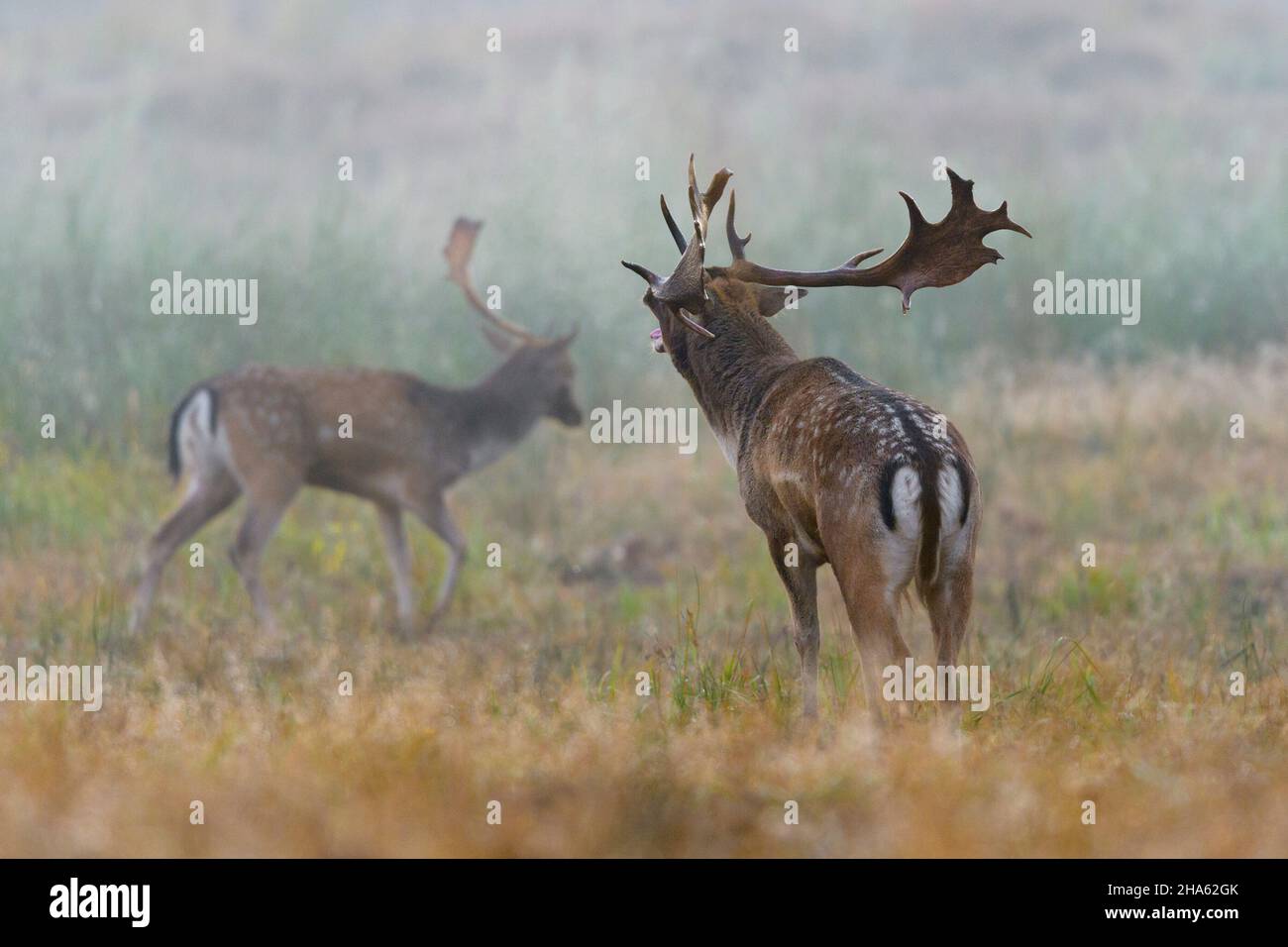 le cerf porte-jachère dans la rut,cervus dama,automne,hesse,allemagne,europe Banque D'Images