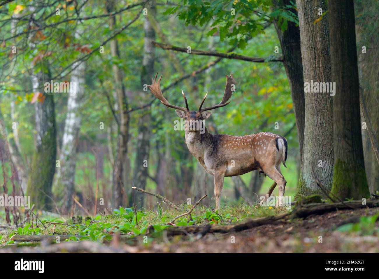 cerf de virginie dans la forêt,cervus dama,automne,octobre,hesse,allemagne,europe Banque D'Images