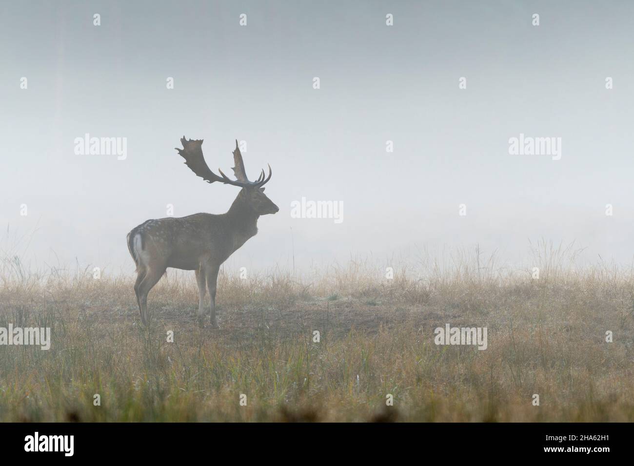 cerf de virginie sur un espace ouvert dans le brouillard,cervus dama,automne,octobre,hesse,allemagne,europe Banque D'Images