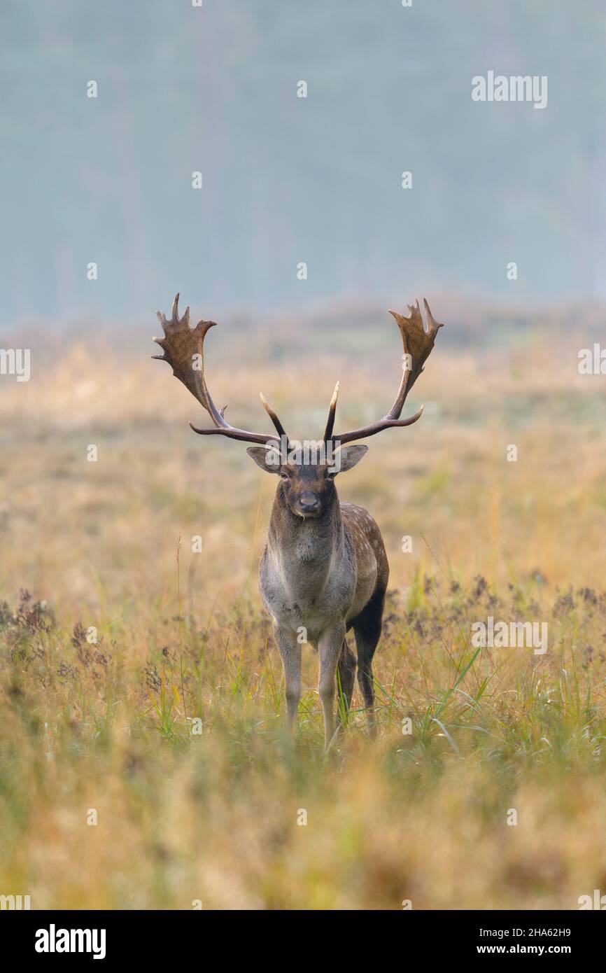 cerf de virginie dans un espace ouvert,cervus dama,automne,octobre,hesse,allemagne,europe Banque D'Images