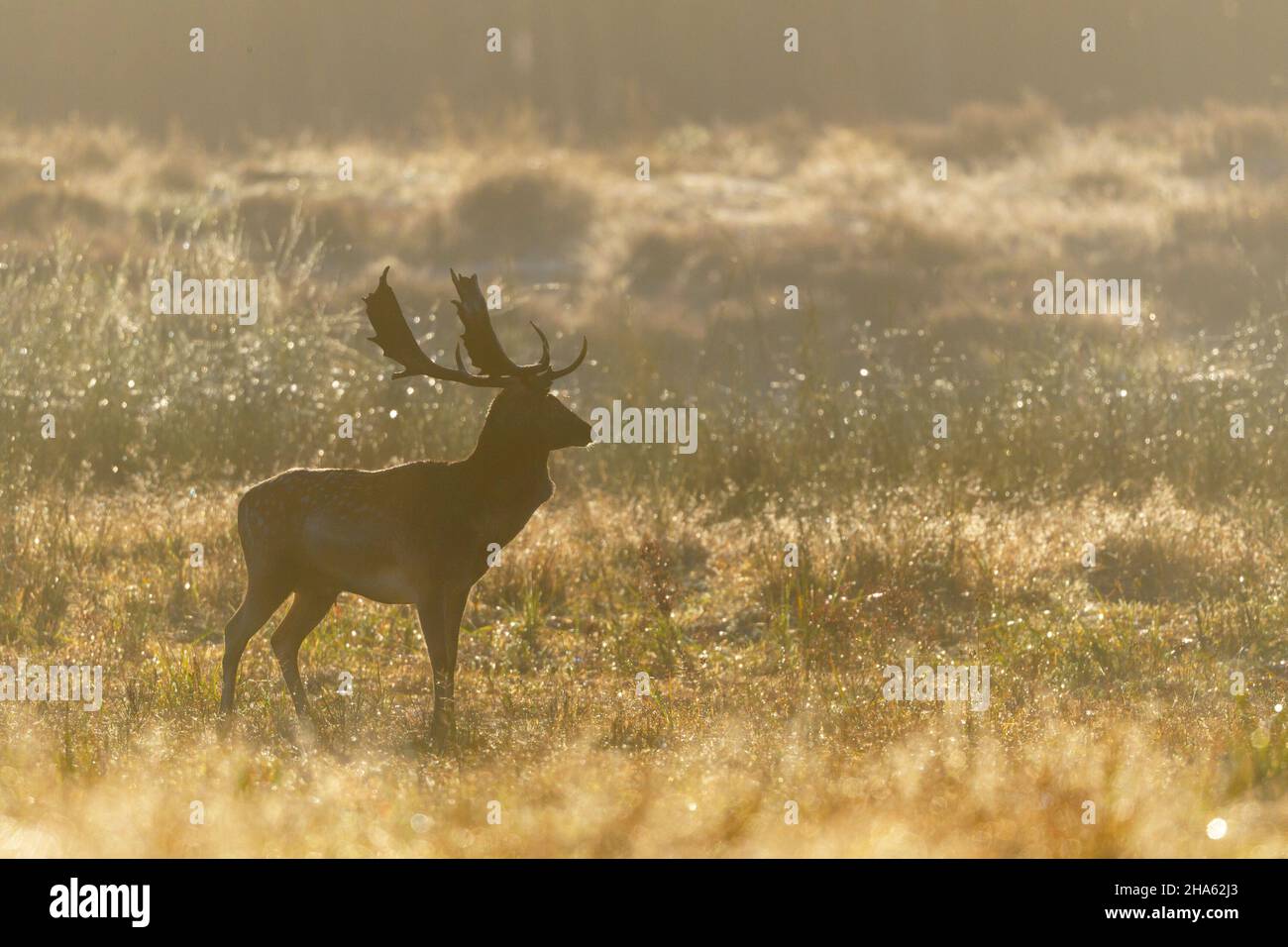 cerf de virginie dans un espace ouvert,cervus dama,automne,octobre,hesse,allemagne,europe Banque D'Images