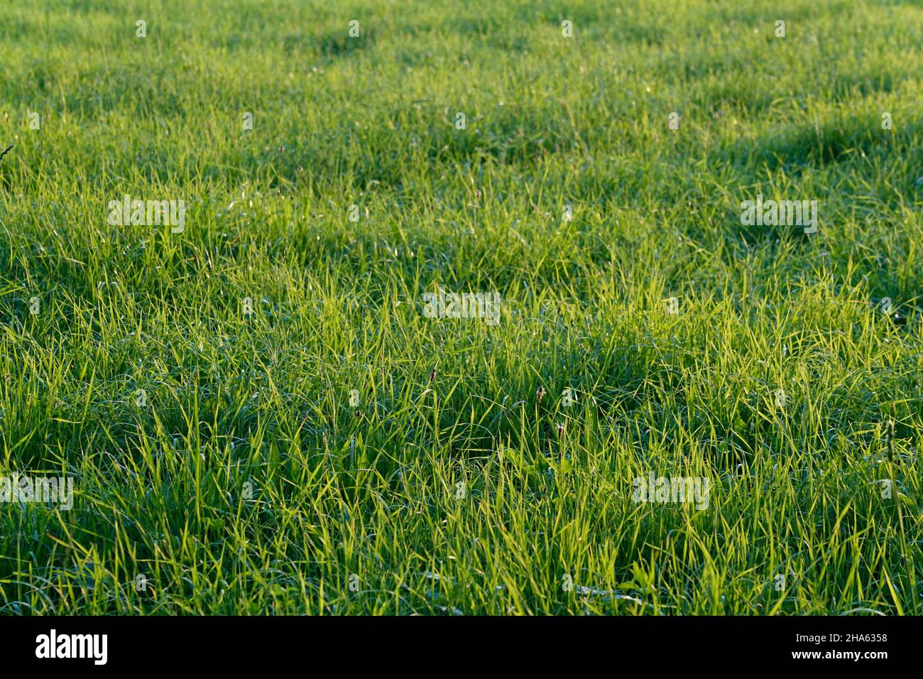 allemagne,bavière,haute-bavière,altötting district,agriculture,prairie,herbe,sans fleurs,format complet Banque D'Images