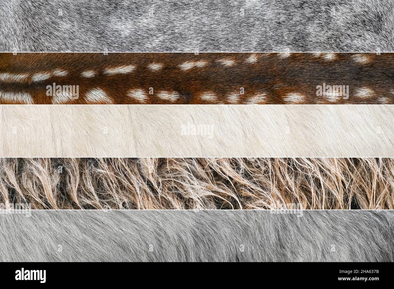Collage de photos de laine et de fourrure de différents animaux.Vache, mouton, chèvre, cheval, âne animaux peau et fourrure gros plan Banque D'Images