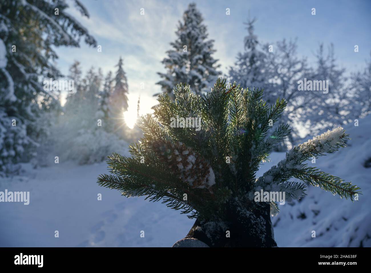 Femme tenant des branches de pin et un cône de conifères dans une forêt enneigée Banque D'Images
