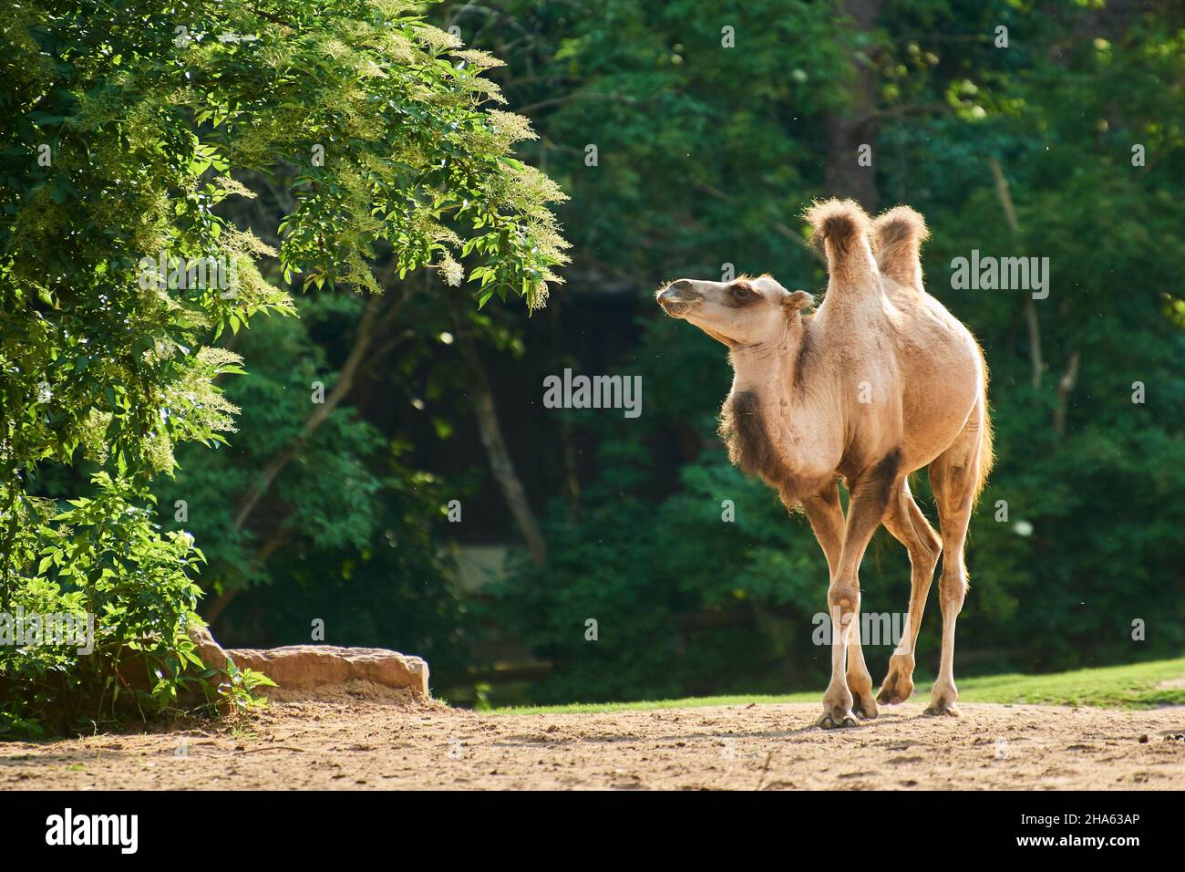 chameau de bactrian (camelus ferus),steppe,frontal,course Banque D'Images