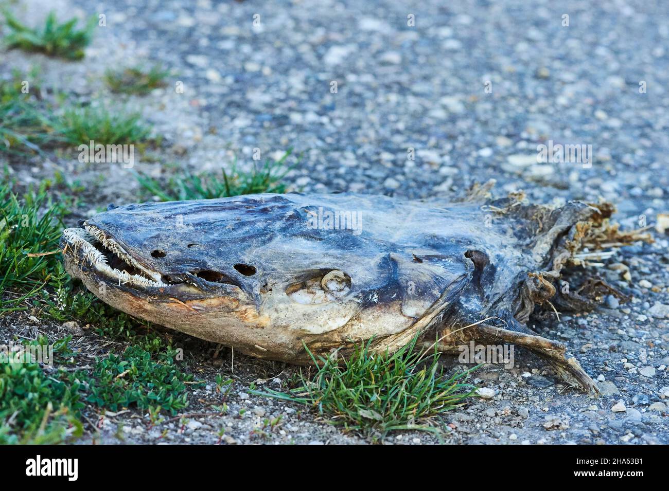 Chat Mort Route Banque D Image Et Photos Alamy