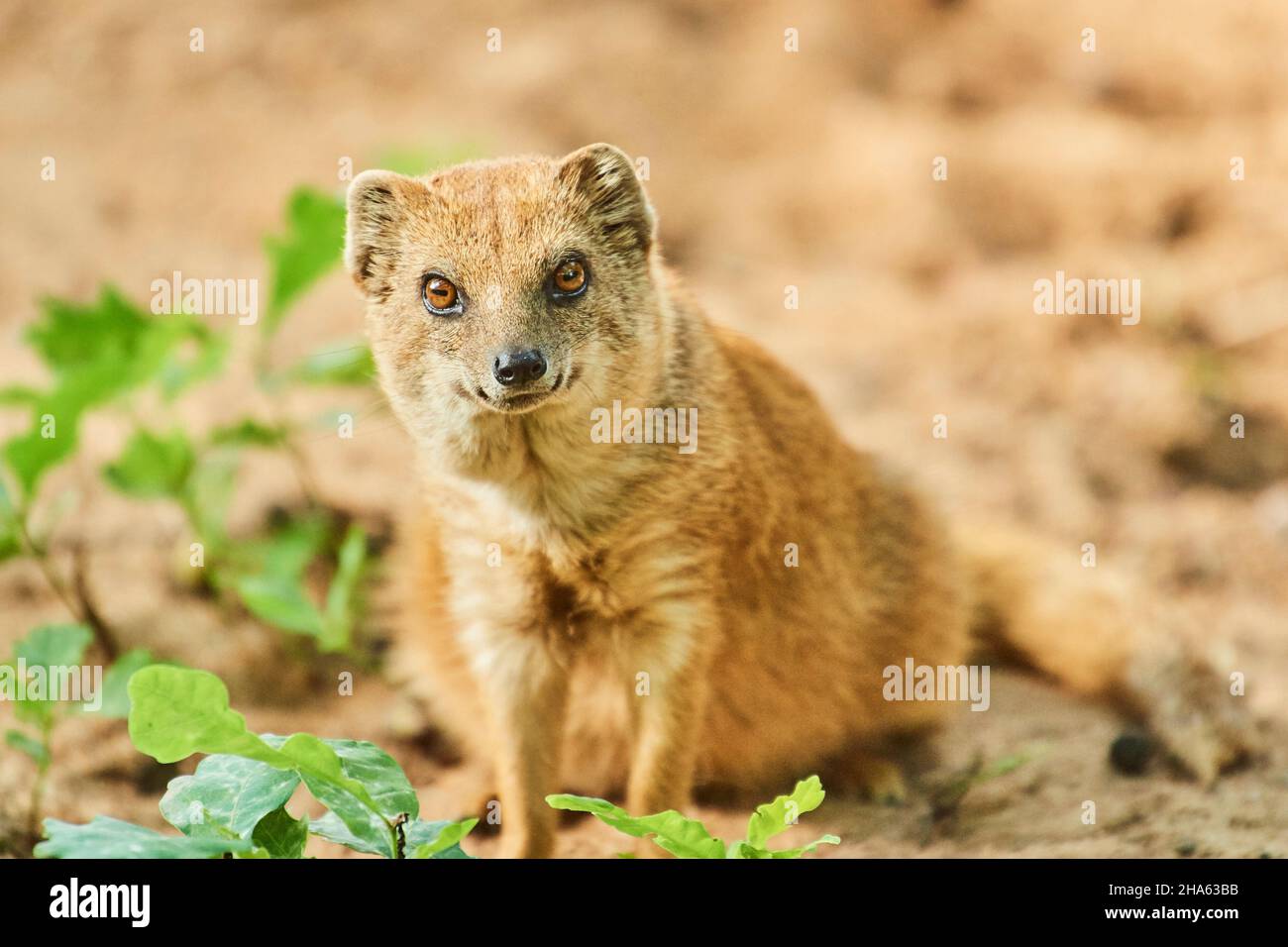 renard monoie (cynictis penicillata), fond sablonneux, frontal, assis, regardant la caméra Banque D'Images