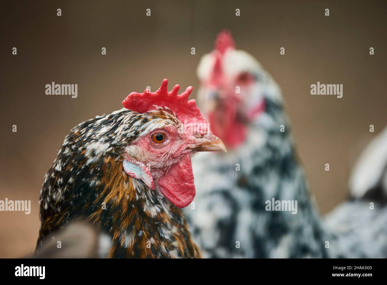 poulet domestique (gallus gallus domesticus),portrait,franconie,bavière,allemagne Banque D'Images