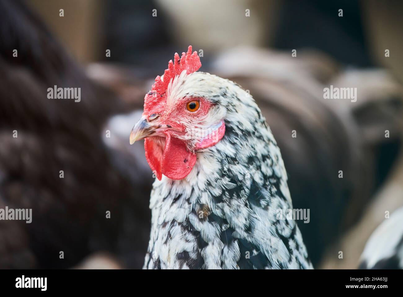 poulet domestique (gallus gallus domesticus),portrait,franconie,bavière,allemagne Banque D'Images