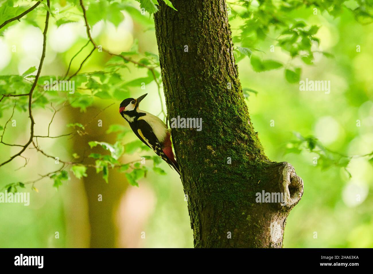 grand pic à pois (dendrocopos major), assis sur le tronc d'arbre avec de la mousse, bavière, allemagne Banque D'Images