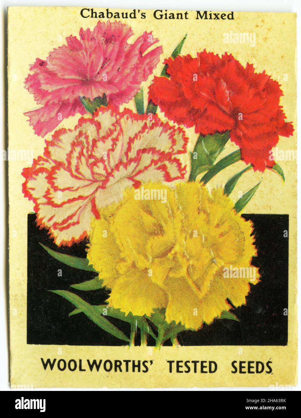 Paquet de graines de chrysanthème, vers 1940 Banque D'Images
