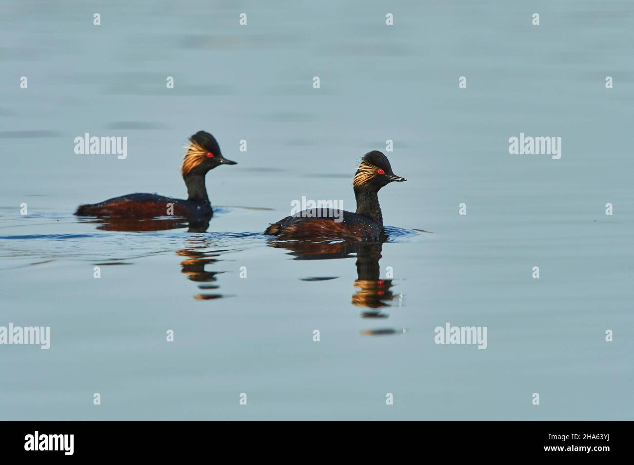 grebe à col noir (podiceps nigricollis) dans un magnifique plumage nageant sur un lac, bavière, allemagne Banque D'Images