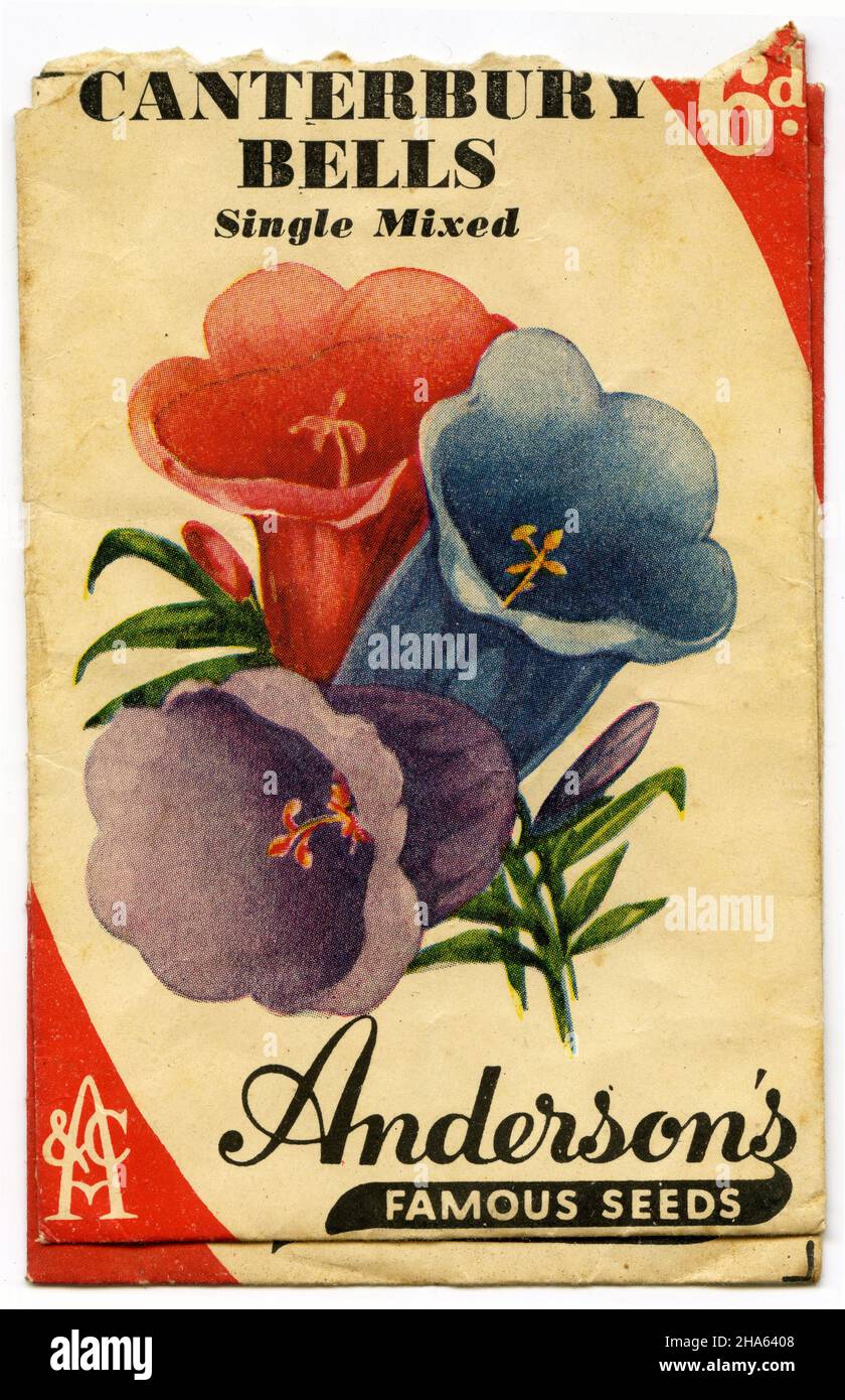 Paquet de graines vintage pour Canterbury Bells de Anderson's Famous Seeds, vers 1930 Banque D'Images