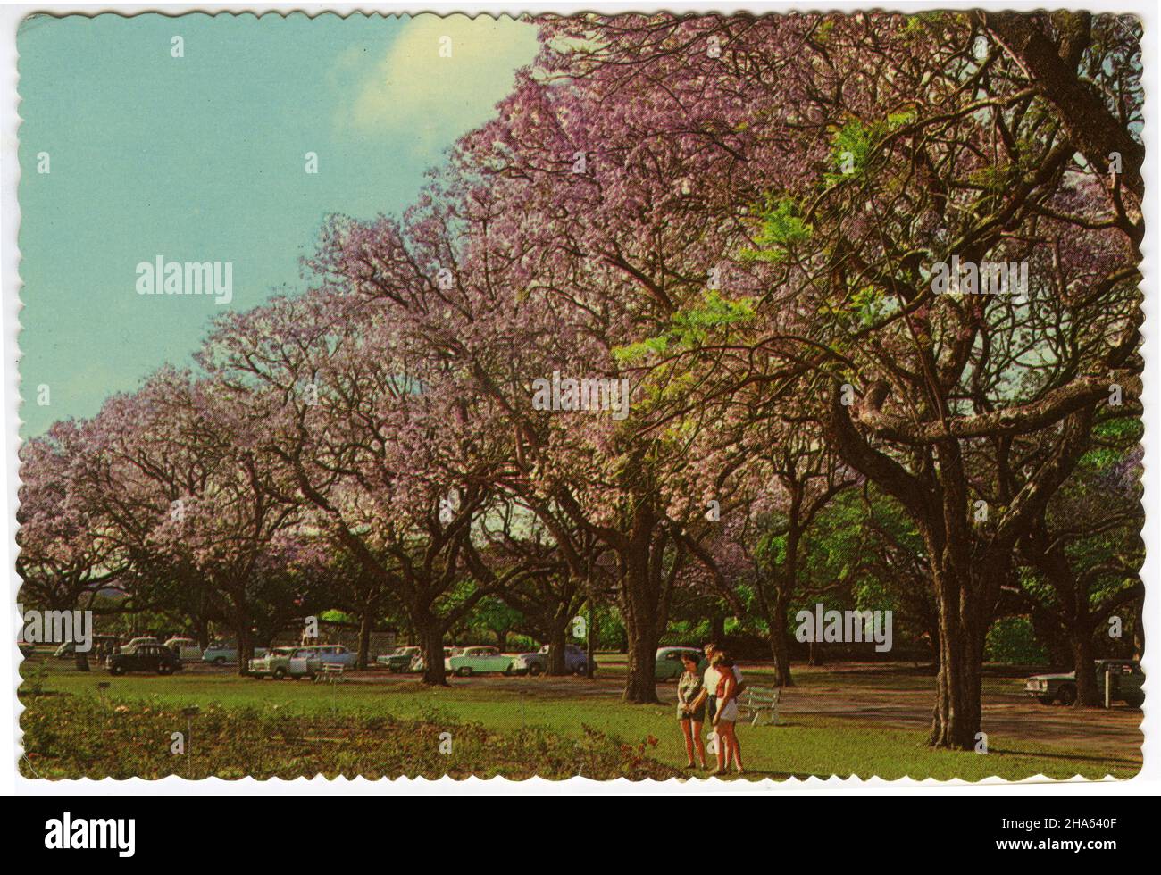 Carte postale présentant une scène historique des arbres Jacaranda qui poussent dans la ville de Toowoomba, dans le Queensland, ou peut-être New Farm Park à Brisbane ; vers 1950 Banque D'Images
